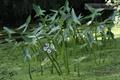 معرفی و راهنمای پرورش سبزی جات برگی - سر نیزه ای